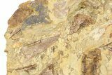 Triceratops Tooth w/ Hadrosaur Teeth, Bones & Tendons - Wyoming #292621-1